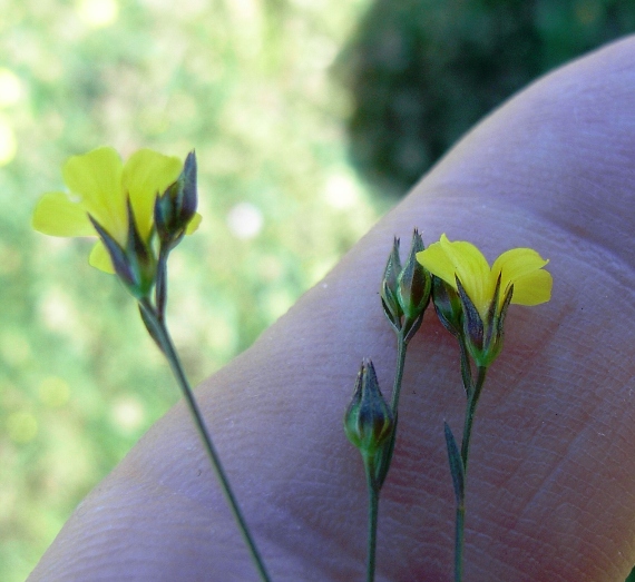 Linum con fiori gialli
